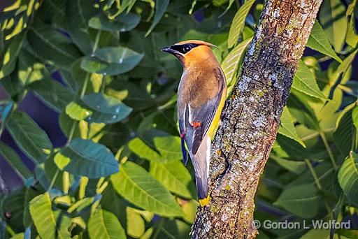 Cedar Waxwing_DSCF4432.jpg - Cedar Waxwing (Bombycilla cedrorum) photographed along the Rideau Canal Waterway at Smiths Falls, Ontario, Canada.